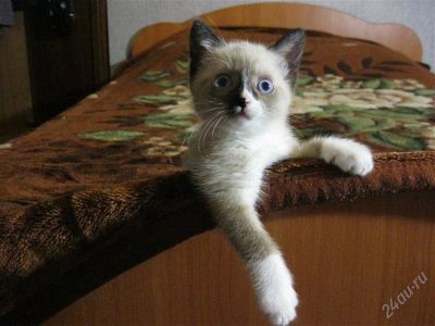 Лот: 2378721. Фото: 1. Сиамский котёнок. Кошки, котята