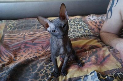 Лот: 2949481. Фото: 1. сфинкс. Кошки, котята