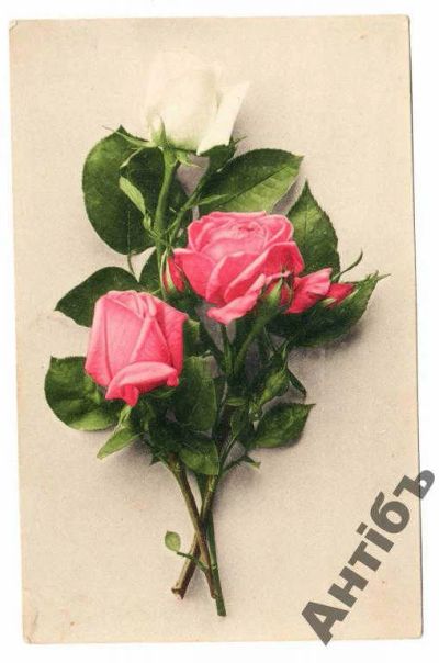 Лот: 5832510. Фото: 1. №91 открытка. Розы.1916 год. Открытки, конверты