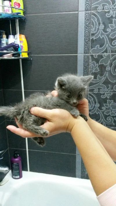 Лот: 12097253. Фото: 1. Котята! Отдам. Кошки, котята