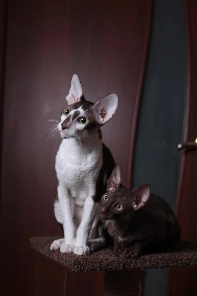 Лот: 3676208. Фото: 1. Котята Корниш рекс. Кошки, котята