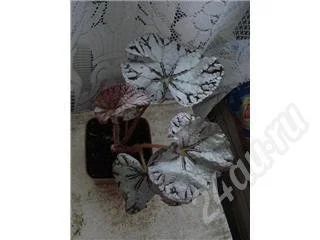 Лот: 228040. Фото: 1. Бегония!. Горшечные растения и комнатные цветы