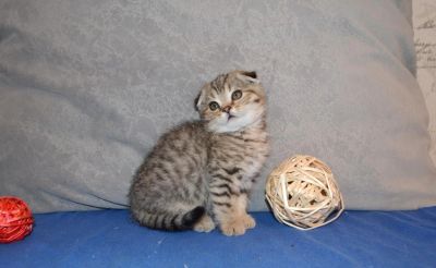 Лот: 7332553. Фото: 1. Вислоухий мальчик черный полосатый. Кошки, котята
