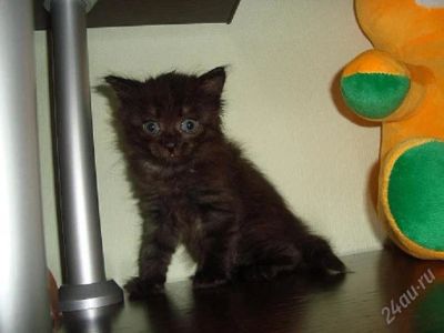 Лот: 1500435. Фото: 1. Котенок, девочка, 1 месяц. Кошки, котята