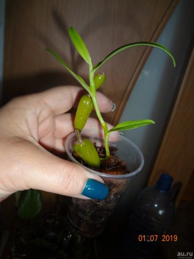 Лот: 13998770. Фото: 1. Dendrobium findlayanum Fragrant. Горшечные растения и комнатные цветы