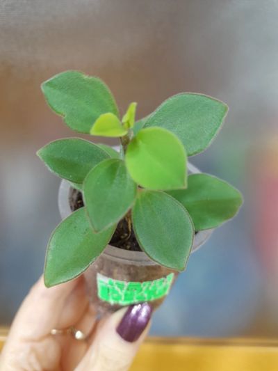 Лот: 18037149. Фото: 1. Пеперомия Peperomia humilis. Горшечные растения и комнатные цветы
