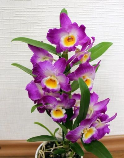 Лот: 11845879. Фото: 1. Орхидея Дендробиум сиреневая Akatsuki... Горшечные растения и комнатные цветы
