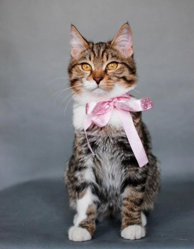 Лот: 8294927. Фото: 1. Ласковая кошечка 2,5 года. Кошки, котята