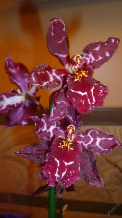 Лот: 8290104. Фото: 1. Орхидея Одонтоглоссум (odontoglossum... Горшечные растения и комнатные цветы