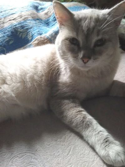 Лот: 11756093. Фото: 1. Добрый кот. Кошки, котята