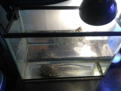 Лот: 15322356. Фото: 1. Черепаха аквариум лампа. Другое (аквариумистика)
