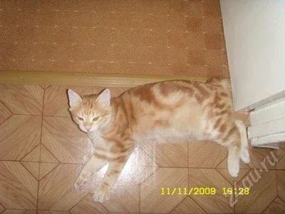 Лот: 476231. Фото: 1. Отдадим взрослого кота (куррильский... Кошки, котята