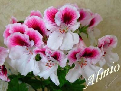 Лот: 1161145. Фото: 1. Королевская пеларгония - Aristo... Горшечные растения и комнатные цветы