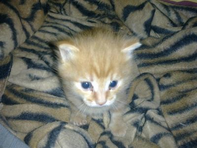 Лот: 3739312. Фото: 1. котенок ищет хозяина. Кошки, котята