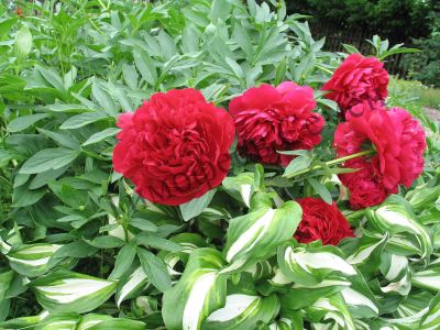 Лот: 11453246. Фото: 1. Пион Кэрол (Paeonia Carol). Садовые цветы