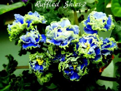 Лот: 5698603. Фото: 1. Продам детку сортовой фиалки Ruffled... Горшечные растения и комнатные цветы