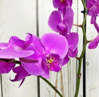 Лот: 23595763. Фото: 1. Орхидея фиолетова. Горшечные растения и комнатные цветы