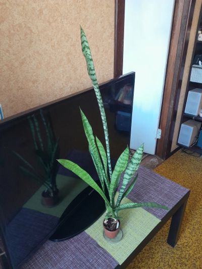 Лот: 16028804. Фото: 1. Сансевьера. Горшечные растения и комнатные цветы