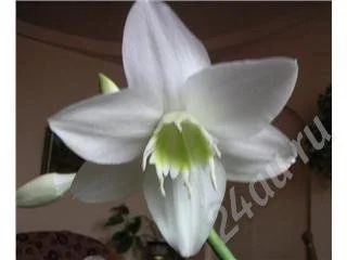 Лот: 554828. Фото: 1. Эухарис, амазонская лилия. Горшечные растения и комнатные цветы