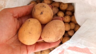 Лот: 12082453. Фото: 1. картошка картофель свежий урожай... Картофель