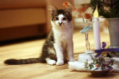 Лот: 3492792. Фото: 1. Подарим ласкового котенка. Кошки, котята