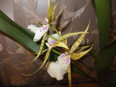 Лот: 3180450. Фото: 1. Орхидея. Горшечные растения и комнатные цветы