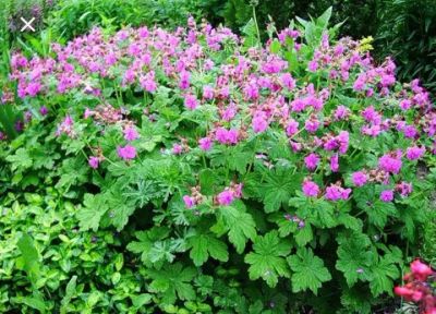 Лот: 13897871. Фото: 1. Герань балканская, многолетник... Садовые цветы