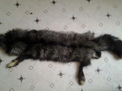 Лот: 6638123. Фото: 1. Шкурка чернобурки. Верхняя одежда