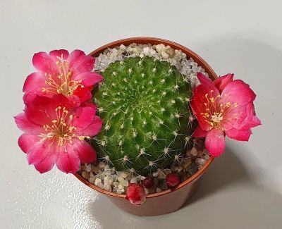 Лот: 17423905. Фото: 1. Ребуция (Rebutia,Sulcorebutia... Горшечные растения и комнатные цветы