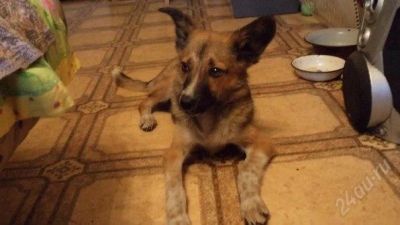 Лот: 2053371. Фото: 1. Маленький песим в добрые руки). Собаки, щенки