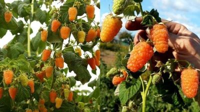 Лот: 17103975. Фото: 1. Малина Оранжевое Чудо ремонт... Ягоды