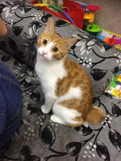 Лот: 7627060. Фото: 1. Курильский бобтейл, котик, котенок. Кошки, котята