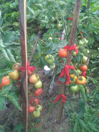 Лот: 20732976. Фото: 1. помидоры. Овощи, фрукты, зелень