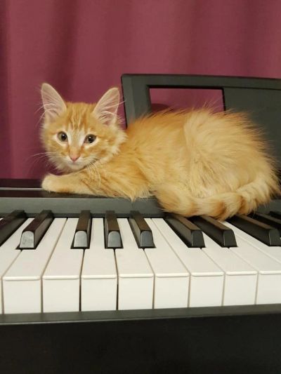 Лот: 9314294. Фото: 1. Отдам котенка в добрые руки. Кошки, котята