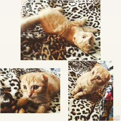Лот: 8117384. Фото: 1. Продам котенка. Кошки, котята