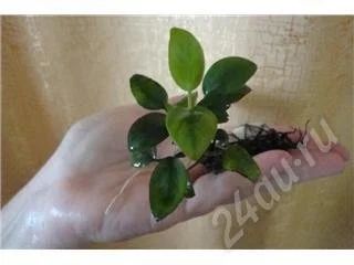 Лот: 474358. Фото: 1. Анубиас карликовый 2. Водные растения