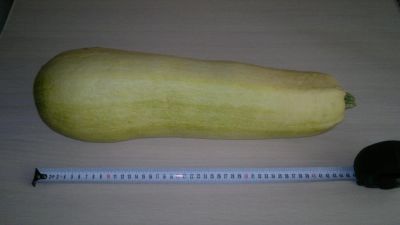 Лот: 4479989. Фото: 1. Кабачки 6. Овощи, фрукты, зелень