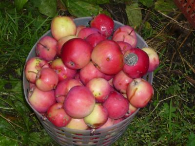 Лот: 4486471. Фото: 1. ранетки крупные сочные вкуснющие-... Овощи, фрукты, зелень