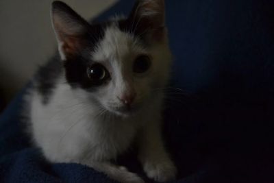 Лот: 4251653. Фото: 1. Самый классный котенок ищет дом... Кошки, котята