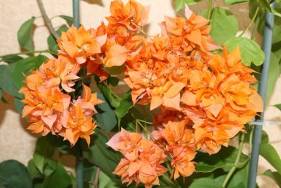 Лот: 9823545. Фото: 1. Бугенвиллия "Double Orange". Горшечные растения и комнатные цветы