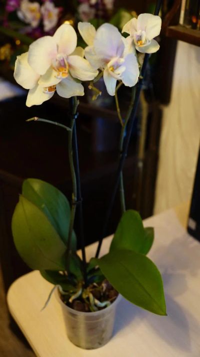Лот: 6295957. Фото: 1. Орхидея светло-желтая. Горшечные растения и комнатные цветы