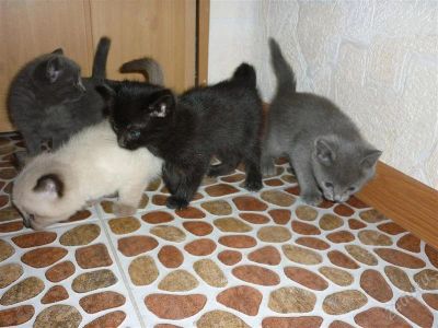 Лот: 1285030. Фото: 1. Котята 1 месяц. Кошки, котята