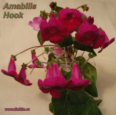 Лот: 10030204. Фото: 1. Колерия Amabilis Hook. Горшечные растения и комнатные цветы
