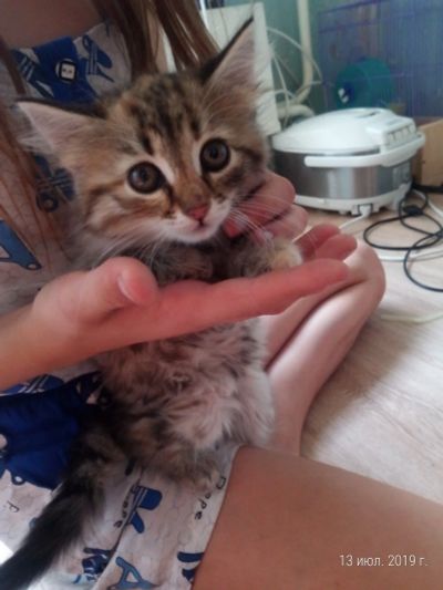 Лот: 14066796. Фото: 1. Котенок. Кошки, котята