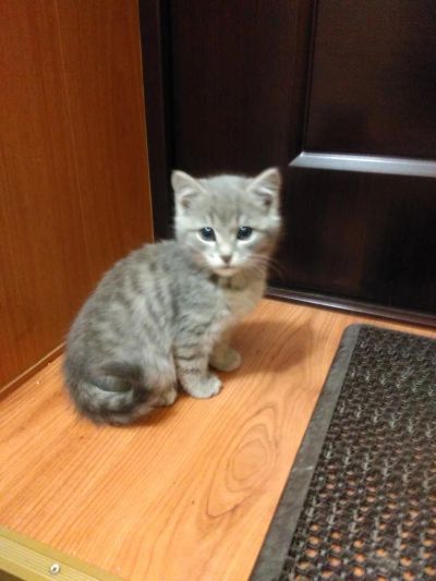 Лот: 8278726. Фото: 1. Серая милая кошечка. Кошки, котята