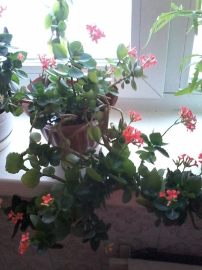 Лот: 7598209. Фото: 1. Цветок каланхоэ Блоссфельда (декоративный... Горшечные растения и комнатные цветы