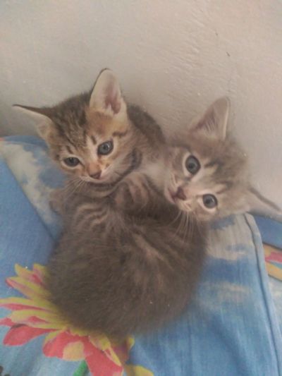 Лот: 17142605. Фото: 1. Кошечки-сестрички. Кошки, котята