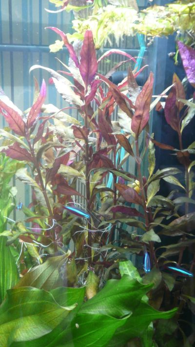 Лот: 17280876. Фото: 1. Альтернатера Рейнека и лиловая. Водные растения