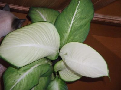Лот: 9975684. Фото: 1. Диффенбахия (Dieffenbachia Saeng... Горшечные растения и комнатные цветы