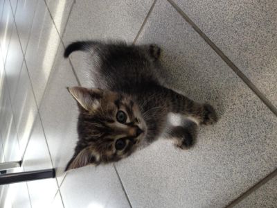 Лот: 5427713. Фото: 1. Котенок в добрый руки. Кошки, котята